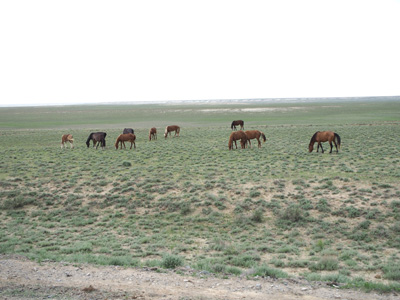 46 miles South of Aralsk, Kokaral Dam, Kazakhstan 2015